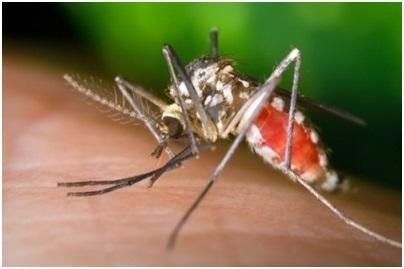 Kalamitními druhy komárů jsou předevšímAedesvexans na zaplavených lukách, v lesích potom Ochlerotatussticticus.